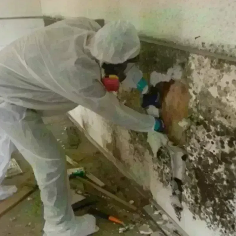 Mold Remediation and Removal in Summerset, SD